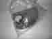 12372480 Gm Part 1997-05 Park Avenue Front Door-handle Bezel Left Gray