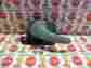Xr3z-6321819-aab Ford 99 00 01 02 03 04 Mustang Driver Left Side Interior Door Handle Oem